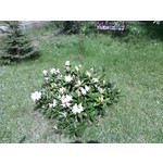 Zdjęcia użytkowników myPhone Fun 2