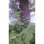 Zdjęcia użytkowników myPhone Funky