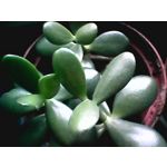 Zdjęcia użytkowników myPhone Halo 2