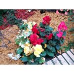 Zdjęcia użytkowników myPhone Hammer Axe LTE Zdjęcia użytkowników myPhone Hammer Axe LTE