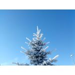 Zdjęcia użytkowników myPhone Hammer Axe Pro