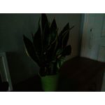 Zdjęcia użytkowników myPhone Hammer Axe Pro