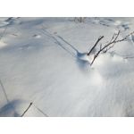 Zdjęcia użytkowników myPhone Hammer Axe Pro