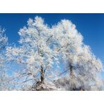 Zdjęcia użytkowników myPhone Hammer Axe Pro