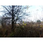 Zdjęcia użytkowników myPhone Hammer Axe Pro