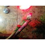 Zdjęcia użytkowników myPhone Hammer Axe Pro