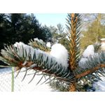 Zdjęcia użytkowników myPhone Hammer Axe Pro