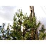 Zdjęcia użytkowników myPhone Hammer Axe Pro