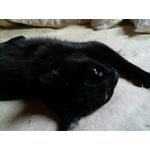 Zdjęcia użytkowników myPhone Hammer Axe Pro