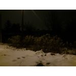 ZDJĘCIA Z TEGO TELEFONU