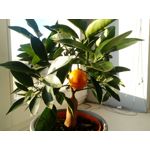 Zdjęcia użytkowników myPhone Hammer Axe Pro