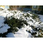 Zdjęcia użytkowników myPhone Hammer Axe Pro