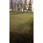 Zdjęcia użytkowników myPhone Magnus Zdjęcia użytkowników myPhone Magnus