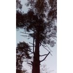 Zdjęcia użytkowników myPhone Magnus Zdjęcia użytkowników myPhone Magnus