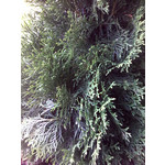 Zdjęcia użytkowników myPhone mySmart A330 Arii