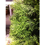 Zdjęcia użytkowników myPhone mySmart A330 Arii