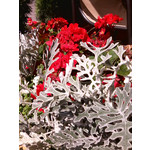 Zdjęcia użytkowników myPhone mySmart A330 Arii