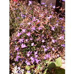 Zdjęcia użytkowników myPhone mySmart A330 Arii