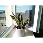 Zdjęcia użytkowników myPhone Power