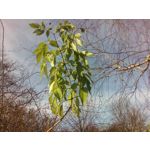 Zdjęcia użytkowników myPhone Q-Smart Elite Zdjęcia użytkowników myPhone Q-Smart Elite