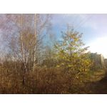 Zdjęcia użytkowników myPhone Q-Smart Elite Zdjęcia użytkowników myPhone Q-Smart Elite