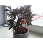 Zdjęcia użytkowników myPhone Q-Smart Elite Zdjęcia użytkowników myPhone Q-Smart Elite