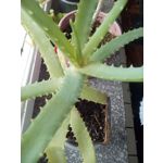 ZDJĘCIA Z TEGO TELEFONU