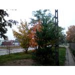 Zdjęcia użytkowników myPhone Venum