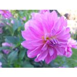 Zdjęcia użytkowników myPhone X Pro