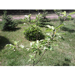 Zdjęcia użytkowników NavRoad Nexo Avio