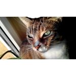 Zdjęcia użytkowników NavRoad Nexo Handy