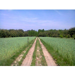 ZDJĘCIA Z TEGO TELEFONU