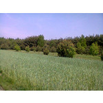 ZDJĘCIA Z TEGO TELEFONU