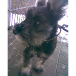 Zdjęcia użytkowników Nokia 3110 Classic