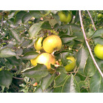 Zdjęcia użytkowników Nokia 3110 Classic