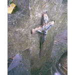 Zdjęcia użytkowników Nokia 3110 Classic