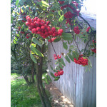 Zdjęcia użytkowników Nokia 3110 Classic