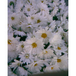 Zdjęcia użytkowników Nokia 3110 Classic