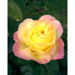 Zdjęcia użytkowników Nokia 3110 Classic