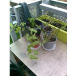 ZDJĘCIA Z TEGO TELEFONU