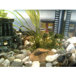 Zdjęcia użytkowników Nokia 5220