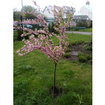 Zdjęcia użytkowników Nokia 5220