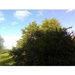 Zdjęcia użytkowników Nokia 5220