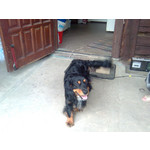 Zdjęcia użytkowników Nokia 5310