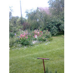 Zdjęcia użytkowników Nokia 5310