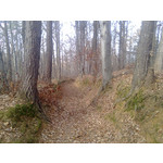 Zdjęcia użytkowników Nokia 5310