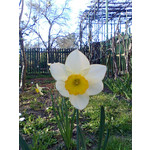 Zdjęcia użytkowników Nokia 5310