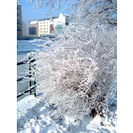 Zdjęcia użytkowników Nokia 5310