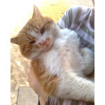 Zdjęcia użytkowników Nokia 5310