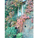 Zdjęcia użytkowników Nokia 5310